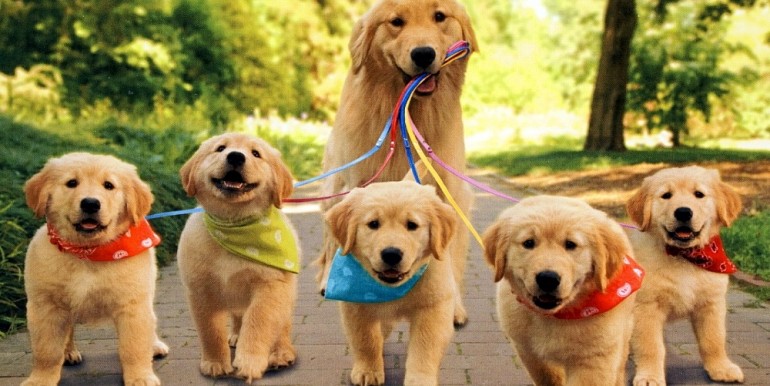 tumblr_static_mom-dog-with-puppies